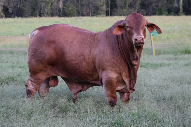 Bryvonlea T Vache